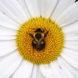 Op de afbeelding: Een hommel rust in het midden van een witte madeliefje met een felgeel hart. De bij heeft zwarte en gele strepen en is bedekt met stuifmeel.