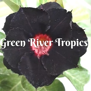 4 Black Red Desert Rose Seeds Plants Flower Perennial Flowers Bloom Fresh Seed Adenium Obesum Tropical Exotic Bonsai Succulent US SELLER