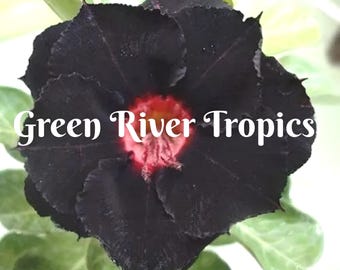 4 Black Red Desert Rose Seeds Plants Flower Perennial Flowers Bloom Fresh Seed Adenium Obesum Tropical Exotic Bonsai Succulent US SELLER