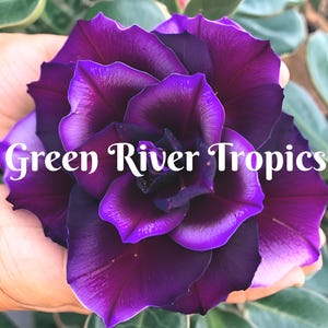 4 Dark Purple Desert Rose Seeds Plants Flower Perennial Flowers Bloom Fresh Seed Adenium Obesum Tropical Exotic Bonsai Succulent US SELLER