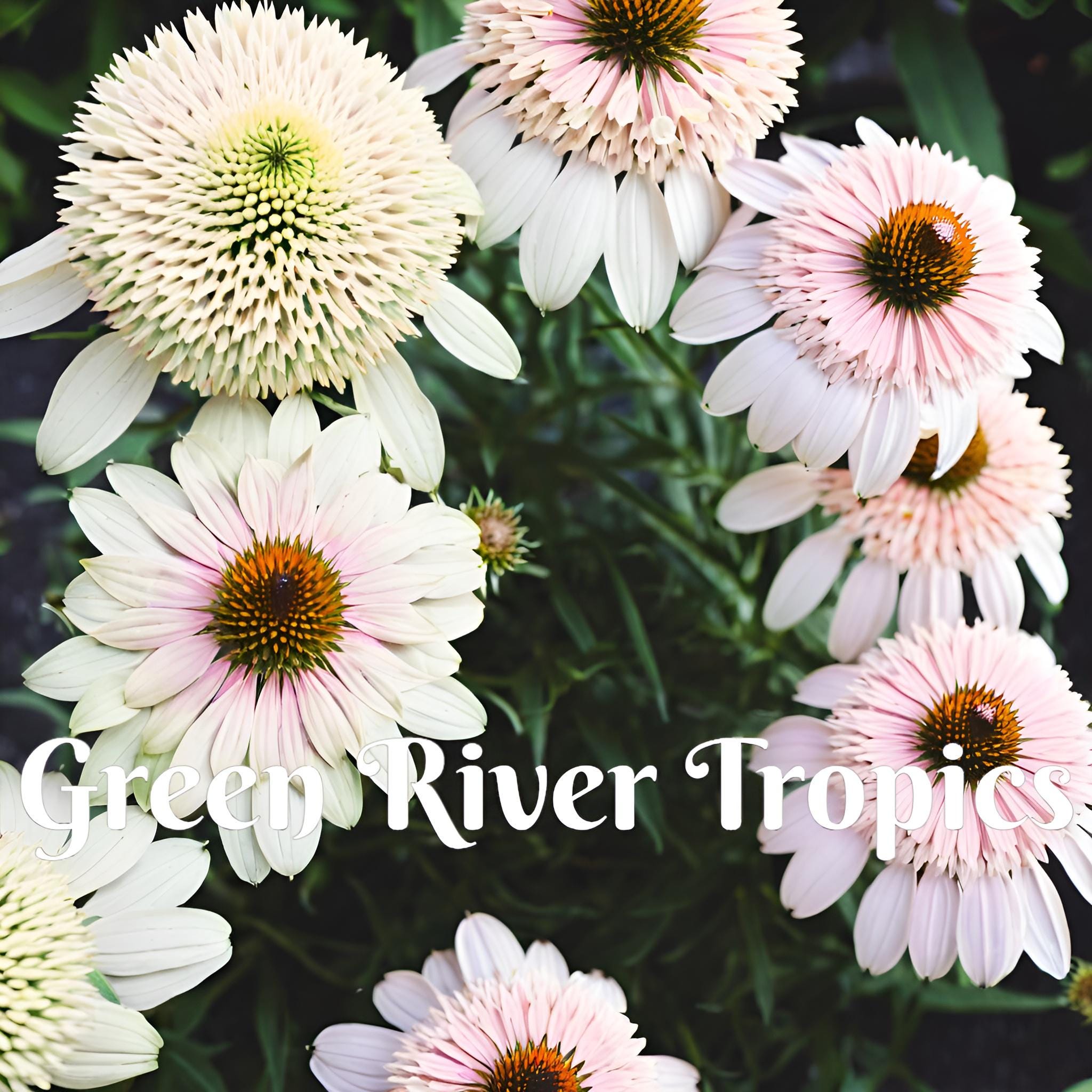 50 Milkshake Coneflower Seeds – Perennial Echinacea For Your Garden (USA Grown)