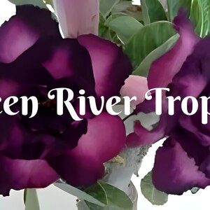 4 Purple Black Desert Rose Seeds Plants Flower Perennial Flowers Bloom Fresh Seed Adenium Obesum Tropical Exotic Bonsai Succulent US SELLER