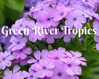 Bloom STV-200 極上美品！ スタッフブログ: 新ブランドBloom