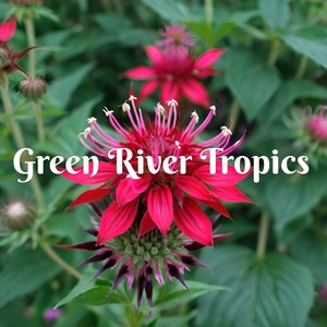 100 Shocking Pink Bee Balm Seeds Flowers Seed Bloom Attracts Butterflies Bees Hummingbird Flower Seeds Fragrant Pollinator US SELLER