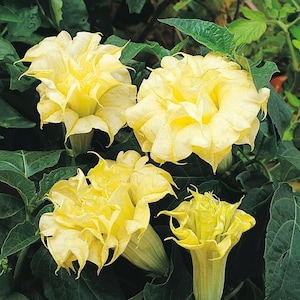 10 Double Golden Queen Angel Trumpet Seeds Flowers Seed Flower Brugmansia Datura Perennial Bloom Seed Garden Butterfly Hummingbird US SELLER