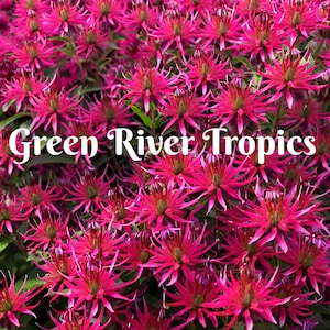 100 Razzlberry Bee Balm Seeds Flowers Seed Bloom Attracts Butterflies & Bees Hummingbird Flower Seeds Fragrant Pollinators US SELLER