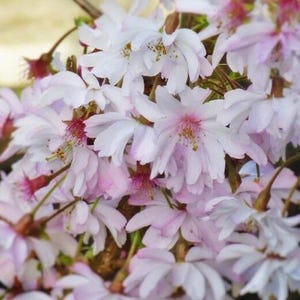 5 Autumnalis Flowering Cherry Tree Seeds Flowers Japanese Ornamental Garden Seed Flower Perennial Prunus US SELLER