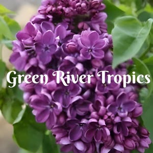 50 Purple Lilac Seeds Tree Fragrant Flowers Perennial Bloom Flowering Seed Cut Plant Flower Hardy Shrub US Seller