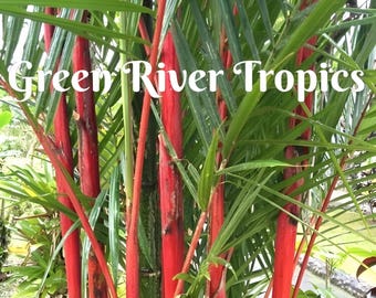 50 Costa Rico Red Bamboo Seeds Privacy Climbing Garden Seed Perennial Bamboos Shoot Landscape Fast Growing Ornamental US SELLER