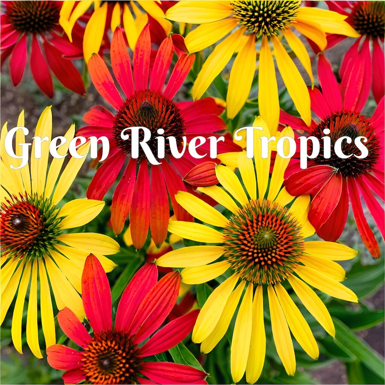 Green River Coneflower Seeds - Thumbnail 5