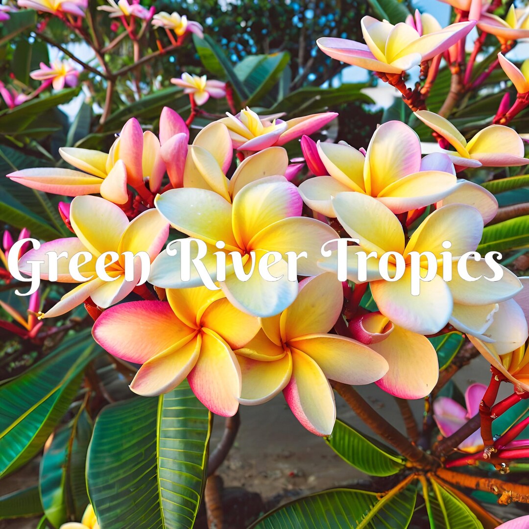 5 eed Blue Yellow Plumeria eed Plant Flower Flower Perennial (eed