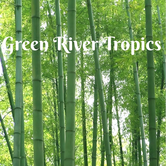 50 Giant Moso Bamboo Seeds Privacy Climbing Garden Seed Perennial Bamboos  Shoot Landscape Fast Growing Ornamental US SELLER