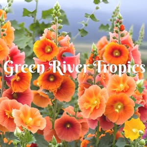 May include: A close-up of a cluster of orange and pink hollyhock flowers with green stems and leaves. The text "Green River Tropics" is superimposed on the image.