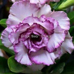 4 Purple White Desert Rose Seeds Plants Flower Perennial Flowers Fresh Seed Adenium Obesum Tropical Exotic Bonsai Succulent US SELLER