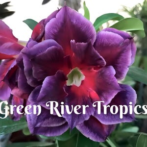 4Fushia Magenta Desert Rose Seeds Plants Flower Perennial Flowers Bloom Adenium Obesum Tropical Exotic Bonsai Succulent US SELLER