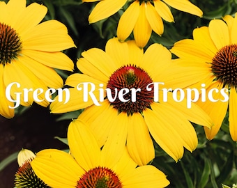 50 Lemon Yellow Coneflower Seeds Echinacea Perennial Bloom Flower Seed Garden Landscape Butterfly Hummingbird Bees Flowers US SELLER