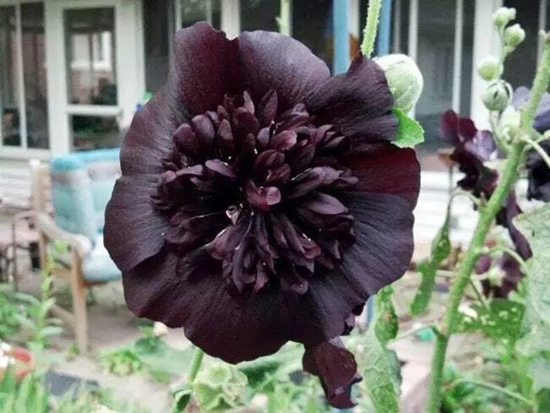 50 Black Prince Hollyhock Seeds Perennial Flower Seed Flowers Butterfly