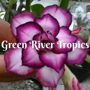 4 Double White Purple Desert Rose Seeds Plants Flower Perennial Flowers Bloom Fresh Seed Adenium Obesum Tropical Exotic Succulent US SELLER