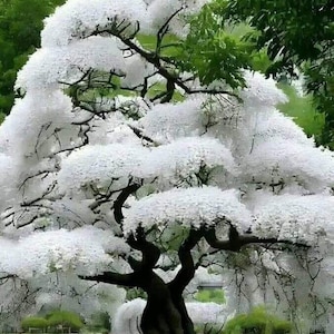 5 White Flowering Cherry Tree Seeds Flowers Japanese Ornamental Garden Seed Flower Perennial Prunus US SELLER
