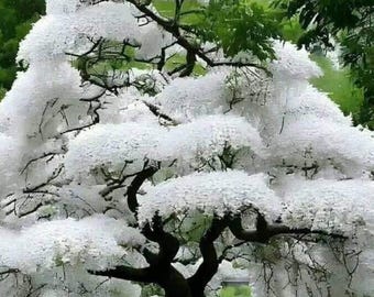 5 White Flowering Cherry Tree Seeds Flowers Japanese Ornamental Garden Seed Flower Perennial Prunus US SELLER