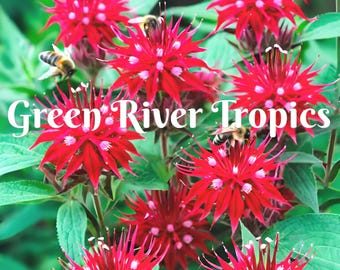 100 Bright Red Bee Balm Seeds Flowers Seed Bloom Attracts Butterflies & Bees Hummingbird Flower Seeds Fragrant Pollinators US SELLER