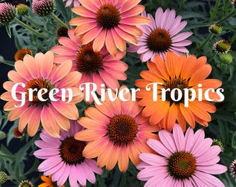 50 Sunseeker Rainbow Coneflower Seeds Echinacea Perennial Bloom Flower Seed Garden Landscape Butterfly Hummingbird Bees Flowers US SELLER