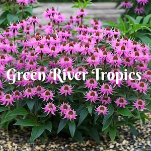 100 Lavendar Bee Balm Seeds Flowers Seed Bloom Attracts Butterflies Bees Hummingbird Flower Seeds Fragrant Pollinator US SELLER