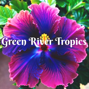 20 Pink Blue Hibiscus Seeds Flower Flowers Seed Perennial Hardy Garden Bloom Tropical Fresh Seeds Shrub Tree US SELLER