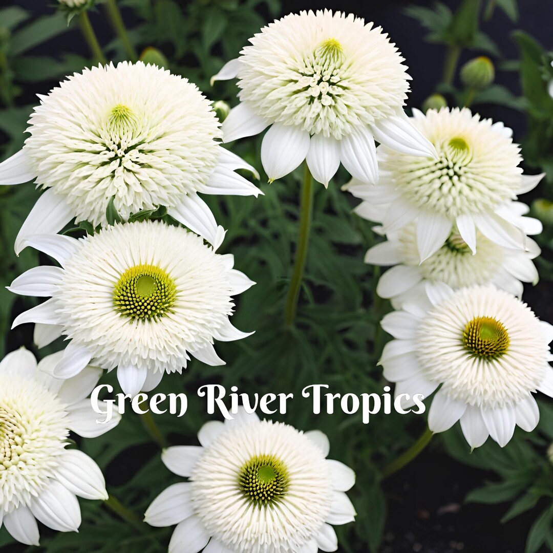 50 Double White Coneflower Seeds – Echinacea Perennial Flower – USA Seller