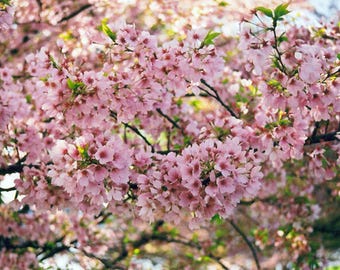 5 Akebono Flowering Cherry Tree Seeds Flowers Japanese Ornamental Garden Seed Flower Perennial Prunus US SELLER