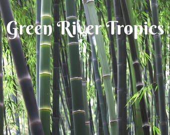 50 Black Asper Bamboo Seeds Privacy Climbing Garden Seed Perennial Bamboos Shoot Landscape Fast Growing Ornamental US SELLER
