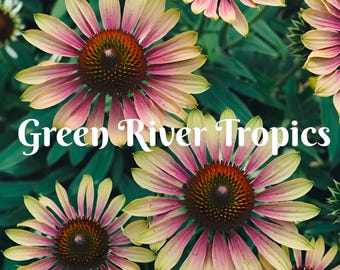 50 Green Twister Coneflower Seeds Echinacea Perennial Bloom Flower Seed Garden Landscape Butterfly Hummingbird Bees Flowers US SELLER