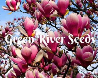 5 Alexandrea Magnolia Seeds LILY FLOWER TREE Fragrant Flowers Tulip Giant Seed Perennial Ornamental Garden Flowering