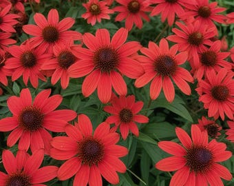 50 Bright Red Coneflower Seeds Echinacea Perennial Bloom Flower Seed Garden Landscape Butterfly Hummingbird Bees Flowers US SELLER