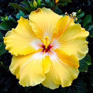 20 Yellow White Hibiscus Seeds Flower Flowers Seed Perennial Hardy Garden Bloom Tropical Fresh Seeds Shrub Tree US SELLER