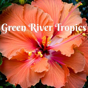 20 Double Orange Pink Hibiscus Seeds Flower Flowers Seed Perennial Hardy Garden Bloom Tropical Fresh Seeds Shrub Tree US SELLER