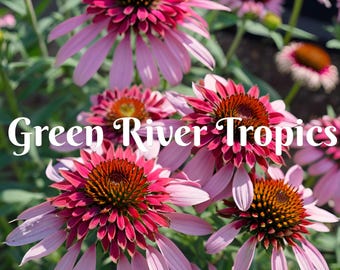 50 Butterfly Kisses Coneflower Seeds Echinacea Perennial Bloom Flower Seed Garden Landscape Butterfly Hummingbird Bees Flowers US SELLER