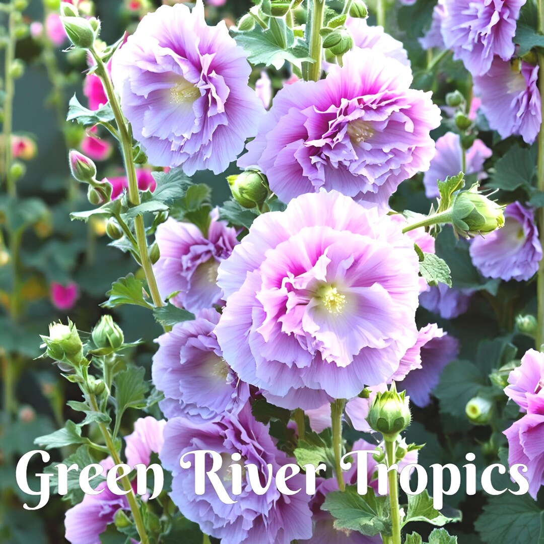 thumbnail image 2 of 25 Blue Bacopa Hollyhock Seeds – Perennial Flower Garden Seeds – Fresh From US Seller 2 of 4