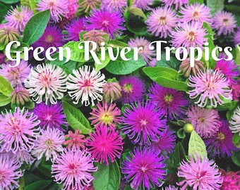 100 Mixed Bee Balm Seeds Flowers Seed Bloom Attracts Butterflies & Bees Hummingbird Flower Seeds Fragrant Pollinators US SELLER