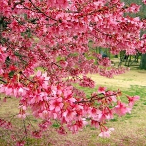 5 Bright Pink Flowering Cherry Tree Seeds Flowering Japanese Ornamental Garden Seed Flower Perennial Prunus Flowers
