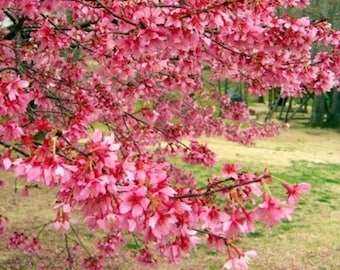 5 Bright Pink Flowering Cherry Tree Seeds Flowering Japanese Ornamental Garden Seed Flower Perennial Prunus Flowers