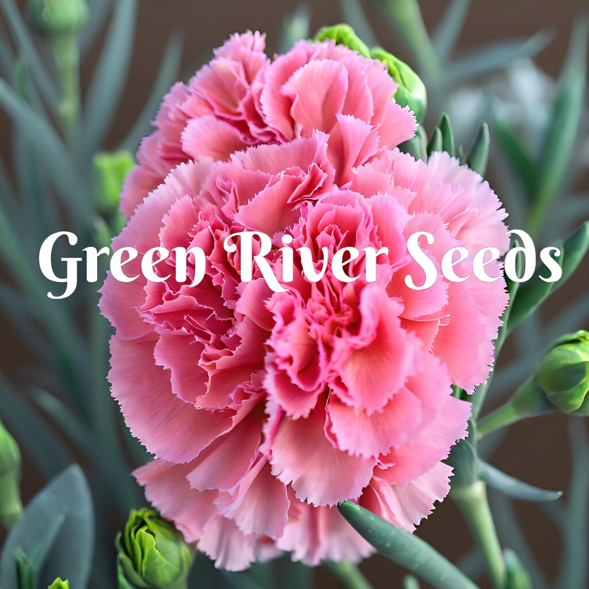100 Pink Doris Carnation Seeds Dianthus Flowers Seed Flower Perennial Flower Hardy Garden Bloom Fresh US SELLER