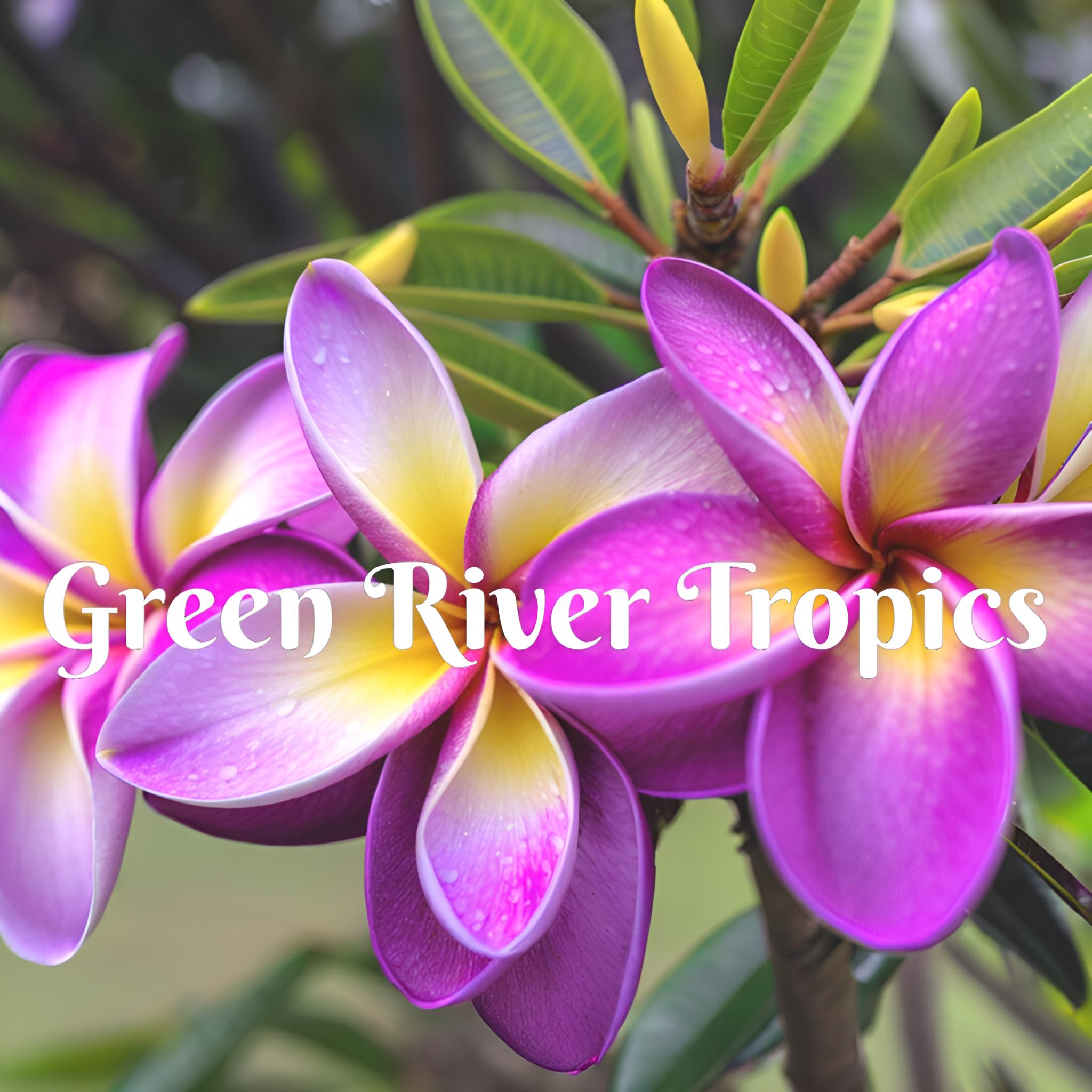 5 Purple Yellow Plumeria Seeds Plants Flower Perennial Flowers Bloom Fresh Seed Flowers Fragrant Tropical Perennial Ornamental US SELLER