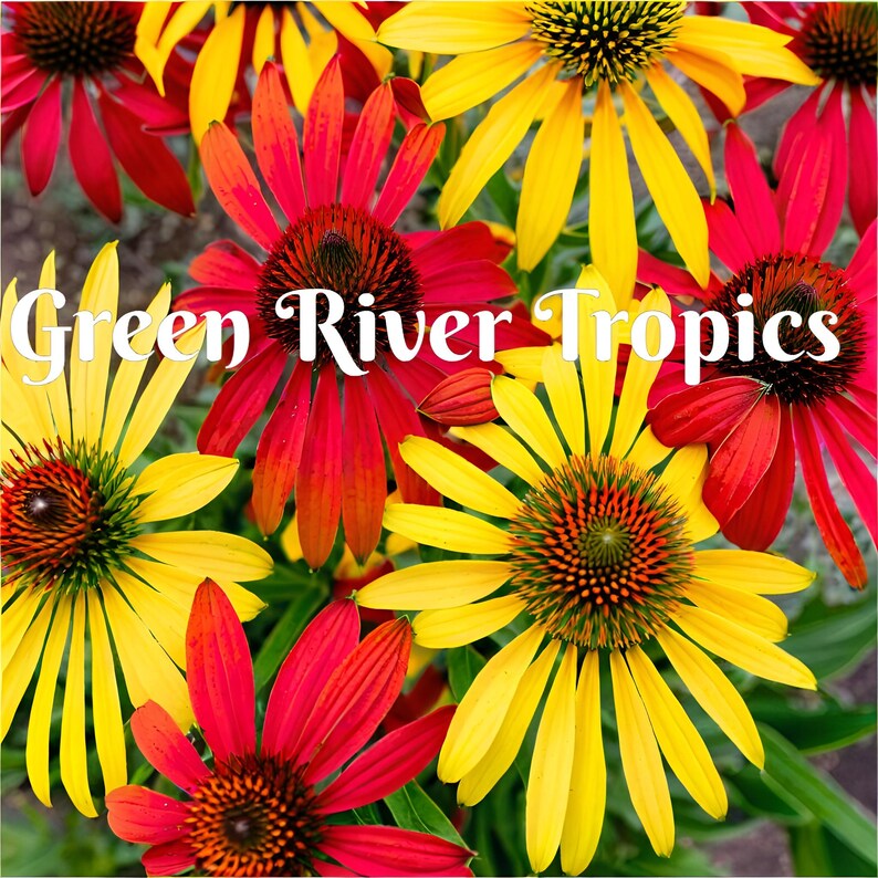 Green River Coneflower Seeds - Thumbnail 4