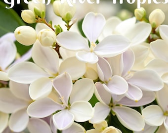 50 Angel White Lilac Seeds Tree Fragrant Flowers Perennial Bloom Flowering Seed Cut Plant Flower Hardy Shrub US Seller