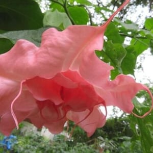 10 Ahavah Angel Trumpet Seeds Flowers Seed Flower Brugmansia Datura Perennial Bloom Seed Garden Butterfly Hummingbird US SELLER