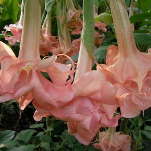 10 Evelyn Angel Trumpet Seeds Flowers Seed Flower Brugmansia Datura Perennial Bloom Seed Garden Butterfly Hummingbird US SELLER