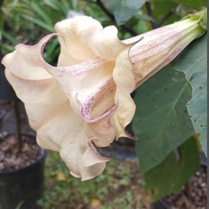10 Box of Chocolates Angel Trumpet Seeds Flowers Seed Flower Brugmansia Datura Perennial Bloom Seed Garden Butterfly Hummingbird Bees