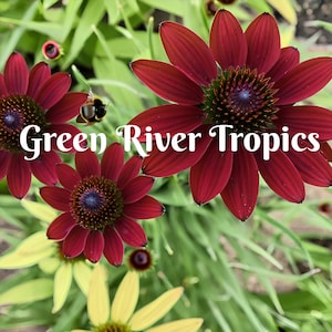 May include: Close-up of a red coneflower with a bee on a petal. The flower is in focus, and the background is blurred. The text "Green River Tropics" is superimposed on the image.