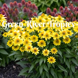 May include: A close-up of a yellow coneflower plant with the text "Green River Tropics" in white lettering. The plant is in bloom with many yellow flowers.